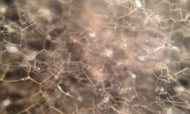 #compact bubble bath bubbles #pureiphonemacro #projectlife365 #squidcammacro