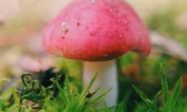 Leetle wilds. #projectlife365 #squidcammacro #pureiphonemacro #vscocam