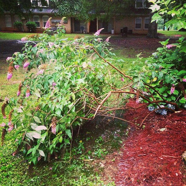 Read more about the article I think I’m going lose that butterfly bush. :(#projectlife365