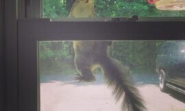 The squirrels are back licking the windows again. #projectlife365