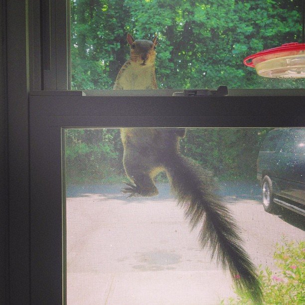 Read more about the article The squirrels are back licking the windows again. #projectlife365