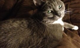The look of love. I adore this look. #projectlife365 #catsofinstagram