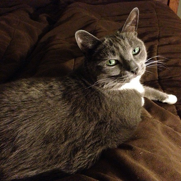 Read more about the article The look of love. I adore this look. #projectlife365 #catsofinstagram