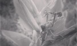 Assassin bug. #projectlife365