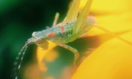 Baby katydid, I think! #projectlife365