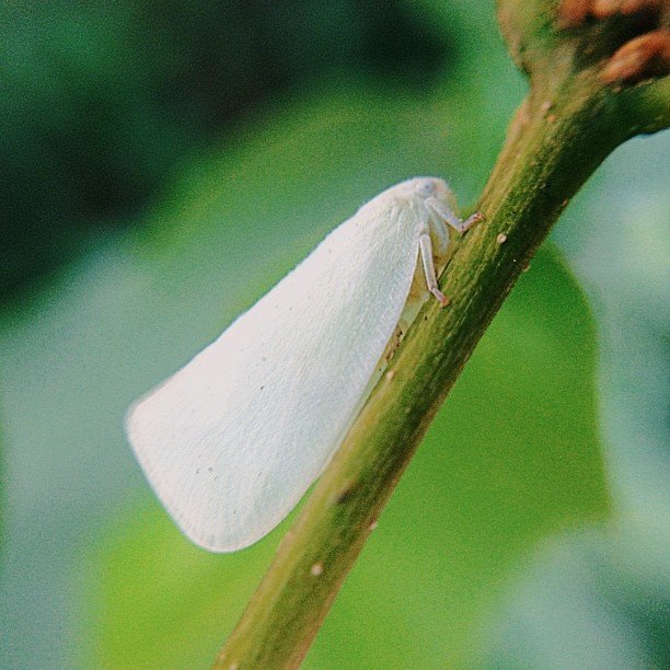 Read more about the article #vscocam #squidcammacro #pureiphonemacro #projectlife365