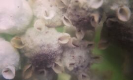 Leetle flowers. #vsconature #squidcammacro #pureiphonemacro #projectlife365