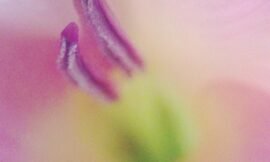Stamen. #squidcammacro #pureiphonemacro #projectlife365 #vsconature