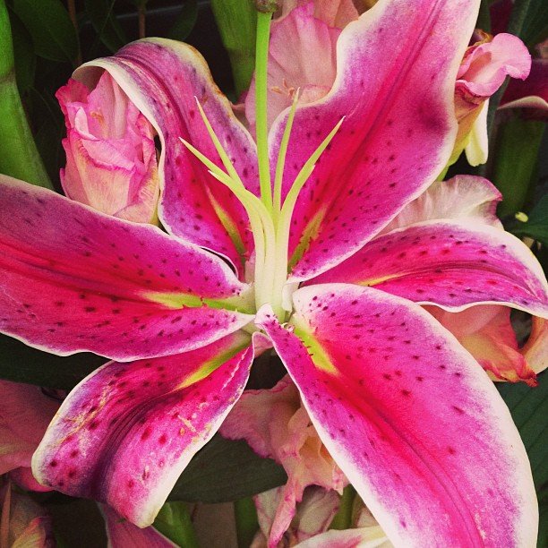 Read more about the article One of my favorite flowers. #projectlife365