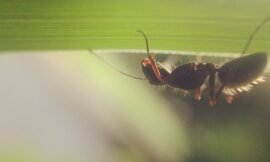 Under the leaf. #squidcammacro #projectlife365 #pureiphonemacro