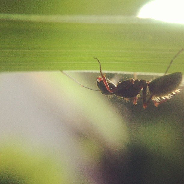 Read more about the article Under the leaf. #squidcammacro #projectlife365 #pureiphonemacro