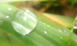 More rain. #projectlife365 #pureiphonemacro #squidcammacro #vsconature