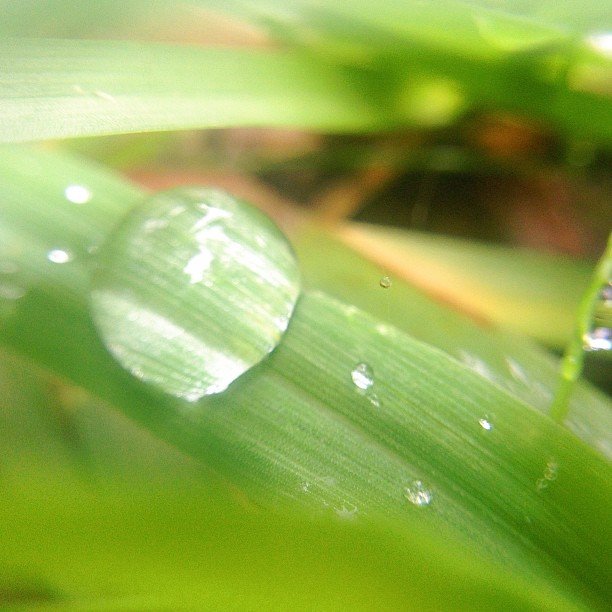 Read more about the article More rain. #projectlife365 #pureiphonemacro #squidcammacro #vsconature