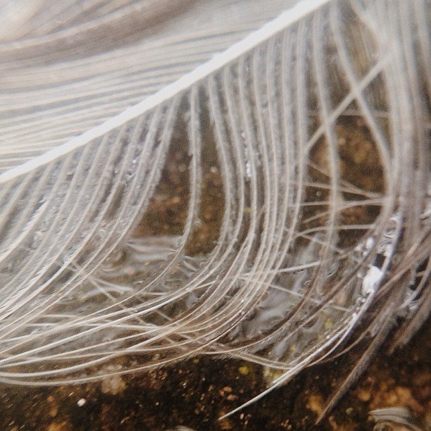 Read more about the article The wet feather. #projectlife365
