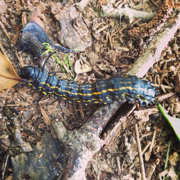 Read more about the article Suicidal paddypillars today. Crawling into the road, into the apartment. #projectlife365