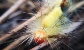 Caterpillar number two. #projectlife365
