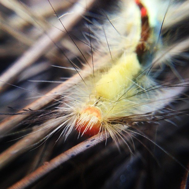 Read more about the article Caterpillar number two. #projectlife365