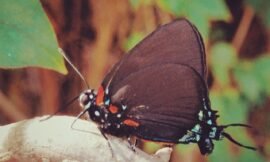 Great purple hairstreak! It’s wings when open are bright blue. They are quite tame, this one allowing me to pick it up and put it here. #projectlife365