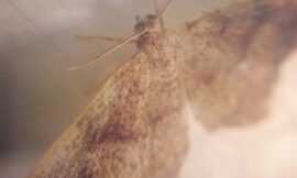 Little moth. #squidcammacro #pureiphonemacro #projectlife365