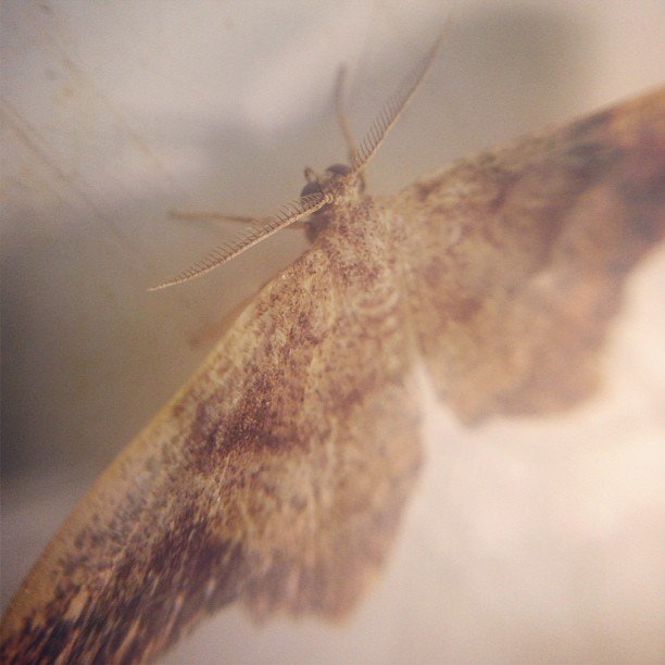Read more about the article Little moth. #squidcammacro #pureiphonemacro #projectlife365