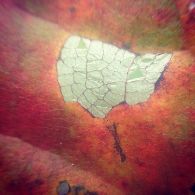 Read more about the article Fall is in the air.. #projectlife365