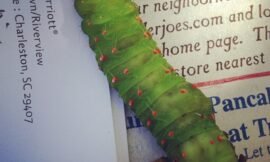 Recusing more suicidal paddypillars in the road. #projectlife365
