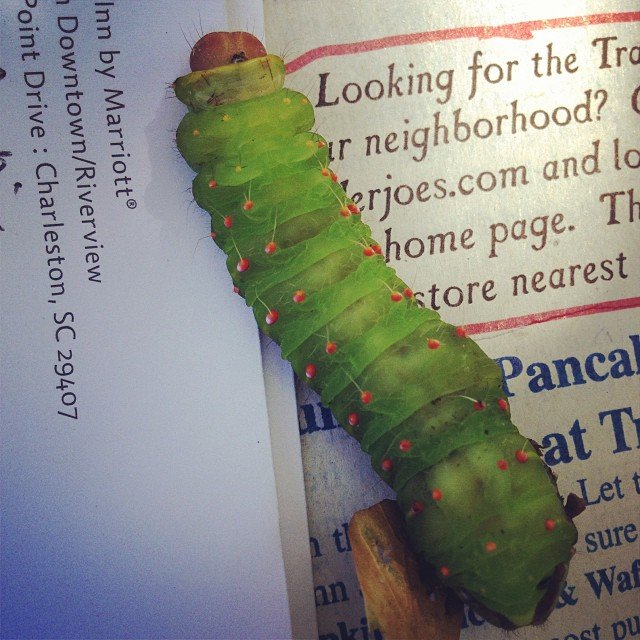 Read more about the article Recusing more suicidal paddypillars in the road. #projectlife365