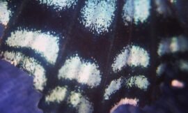 More butterfly wing scales. #pureiphonemacro #squidcammacro #projectlife365