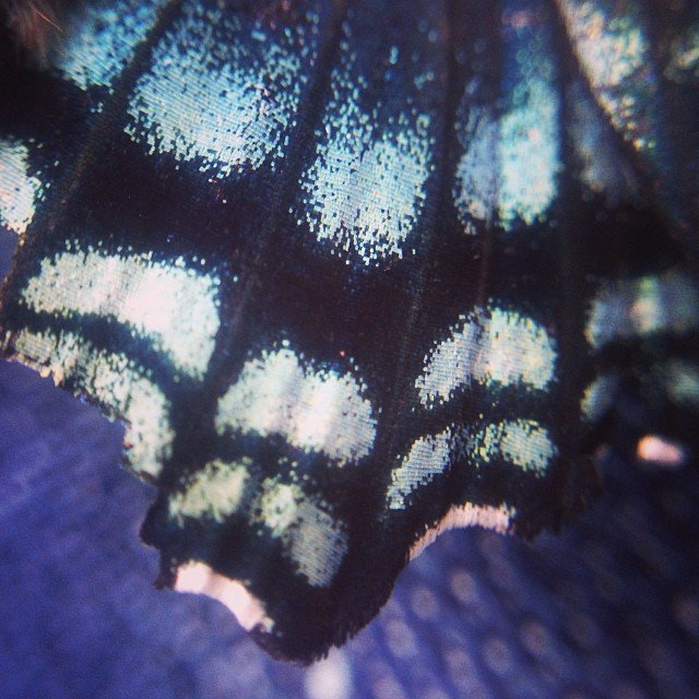 Read more about the article More butterfly wing scales. #pureiphonemacro #squidcammacro #projectlife365
