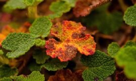 I’m pretty sure this is the prettiest leaf I’ve seen since last year’s fall. #projectlife365
