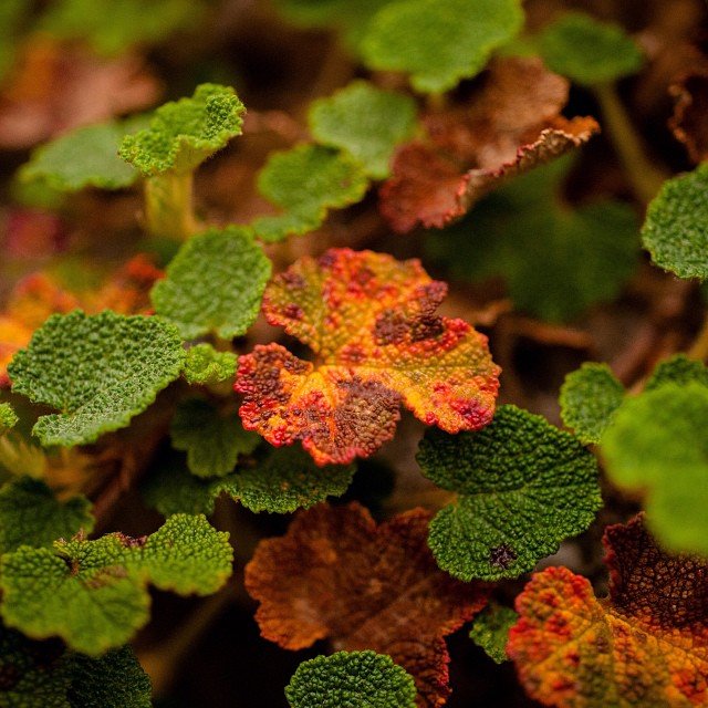 Read more about the article I’m pretty sure this is the prettiest leaf I’ve seen since last year’s fall. #projectlife365