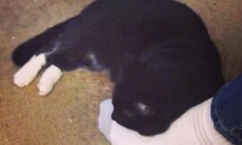 Interloper claims her man in any way possible. John’s foot makes a nice bed. #projectlife365
