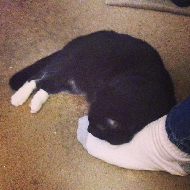 Read more about the article Interloper claims her man in any way possible. John’s foot makes a nice bed. #projectlife365