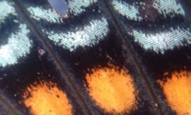 Butterfly wing scales. #pureiphonemacro #projectlife365 #squidcammacro