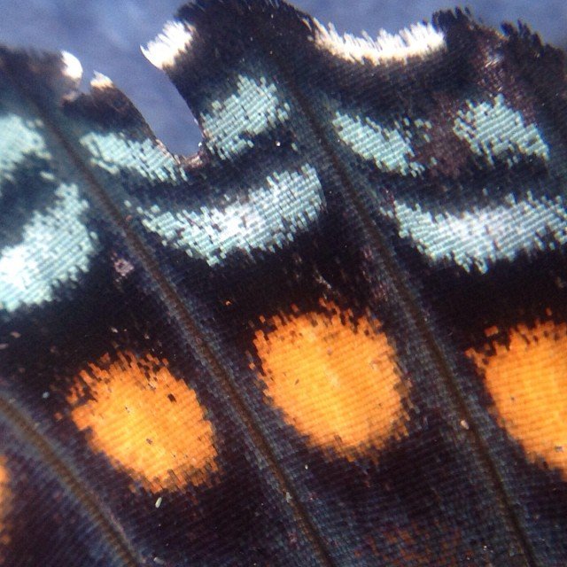 Read more about the article Butterfly wing scales. #pureiphonemacro #projectlife365 #squidcammacro