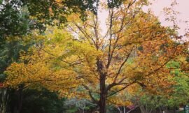 Fall is coming! #projectlife365
