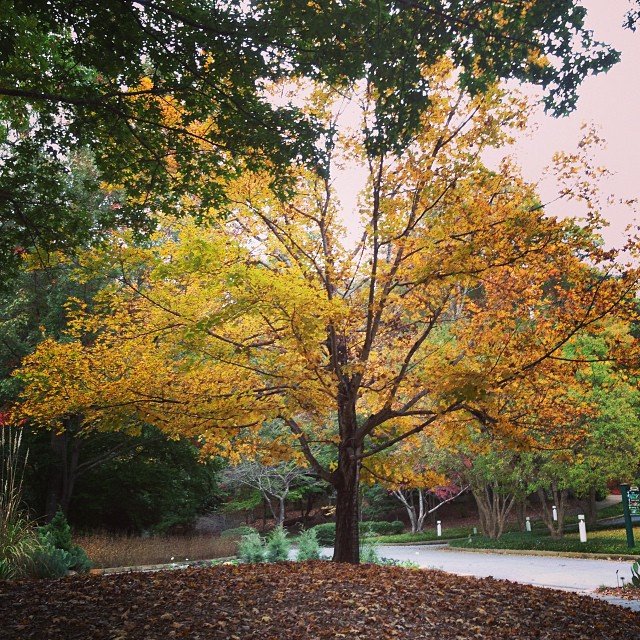 Read more about the article Fall is coming! #projectlife365