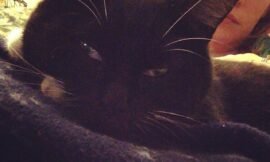 I think Interloper isn’t feeling well today. She needs extra snuggles. #projectlife365
