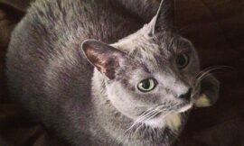 My girl Stumpy. #projectlife365 #catsofinstagram