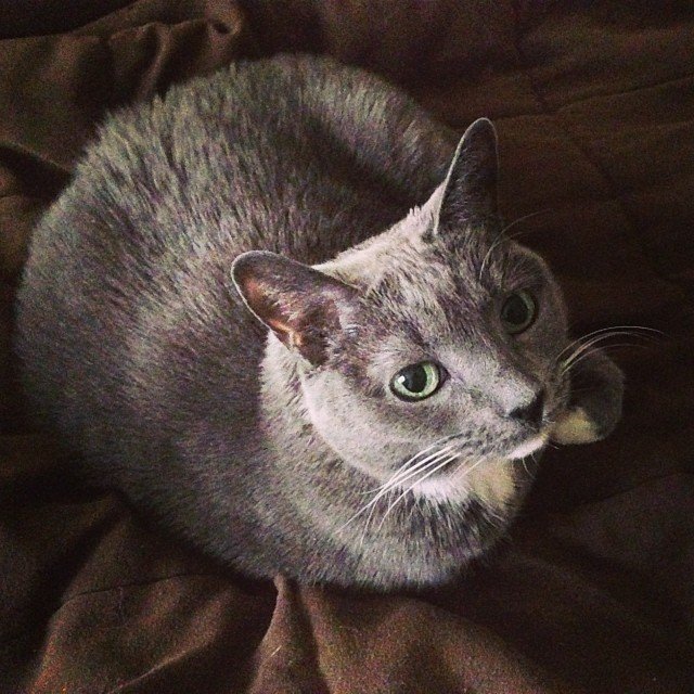 Read more about the article My girl Stumpy. #projectlife365 #catsofinstagram