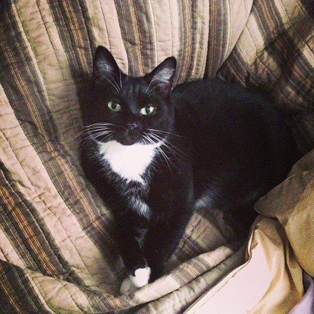 Read more about the article Interloper made herself a nest. #projectlife365