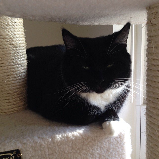 Read more about the article Sunlight… Activate kitty puddle. #projectlife365