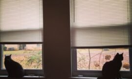 Both of them begged me to open the blinds so they could watch the rain in this room, because they’ve been watching the rain all day in the other room. Apparently that view was old. #projectlife365