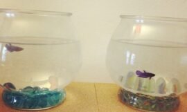 Matching new bowls for the baby girls. They have a lot more room now! #projectlife365
