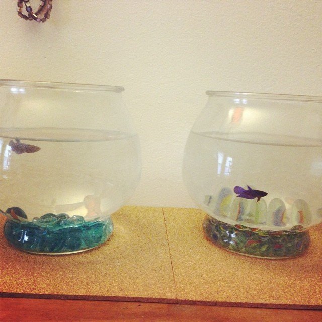 Read more about the article Matching new bowls for the baby girls. They have a lot more room now! #projectlife365