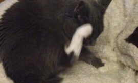 Stump loves this blanket.