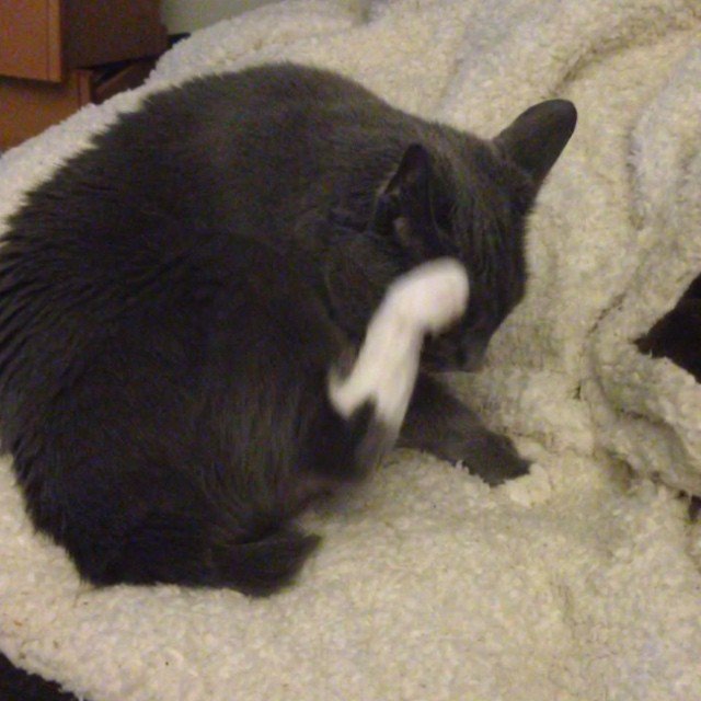 Read more about the article Stump loves this blanket.