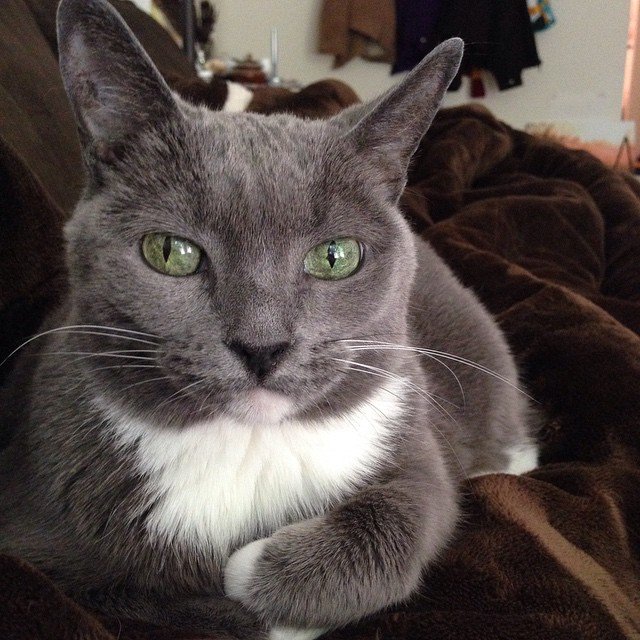 Read more about the article Kitty help