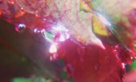 Drops