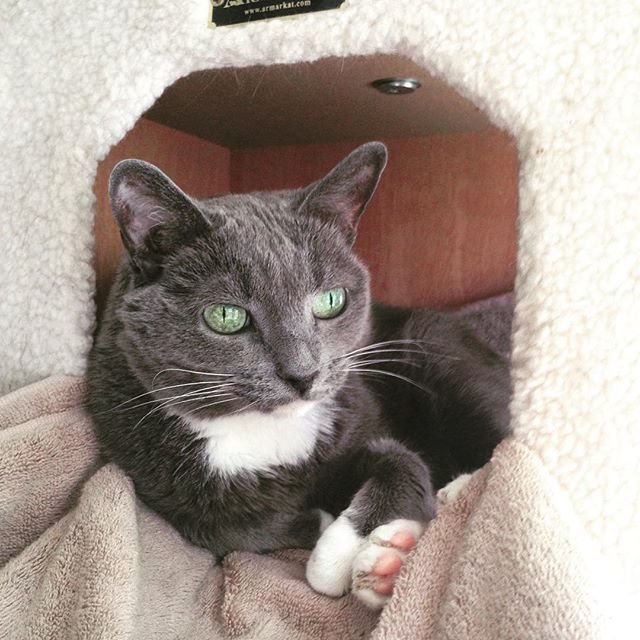 Read more about the article Cat house